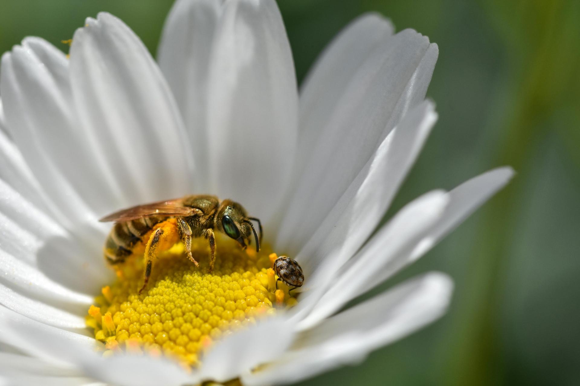 Abeille