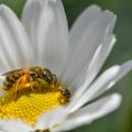 Abeille